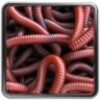 Can Of Worms