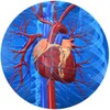 Cardiovascular System