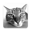 Cat Breeds Quiz