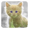 Cat Live Wallpaper