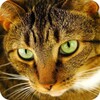 Cat Puzzles