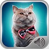 Cat Sounds Ringtones