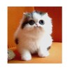 Cat Wallpapers Cute