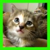 Cats Jigsaw Puzzles!