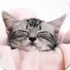 Cats Wallpapers
