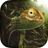 Chameleon Live Wallpaper