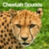 Cheetah Sounds