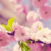 Cherry Blossom Puzzle