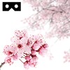 Cherry Blossom VR Sakura