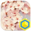 Cherry Blossoms