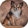 Chihuahua Live Wallpaper