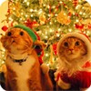 Christmas Cat Live Wallpaper