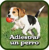 Como Adiestrar Un Perro