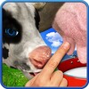 Cow Milking