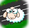Crossing Sheep
