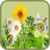 Curarse Con Plantas Medicinales
