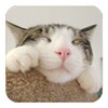 Cute Cat