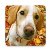 Cute Dogs Puzzle