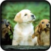 Cute Dogs Wallpapers