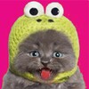 Cute Funny Cat