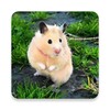 Cute Hamster Wallpapers