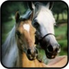 Cute Horse Wallpapers