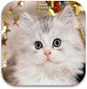 Cute Kittens Wallpapers