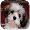 Cute Puppies Wallpapers