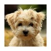 Cute Puppy Dog HD