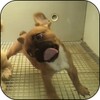 Cute Puppy Licks Glass