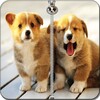 Cute Puppy Zip Screen Lock