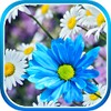 Daisies Flowers Live Wallpaper