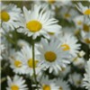 Daisies Live Wallpaper