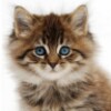 Dancing, Purring Cat