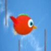 Dodgy Bird