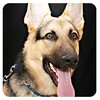 Dog Bark