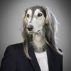 Dog Breeds Quiz