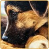 Dog Crying