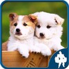 Dog Jigsaw Puzzles