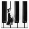 Dog Piano