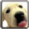 Dog Screen Cleaner LWP Free