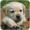 Dog Wallpaper