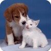 Dogs And Cats Wallpapers
