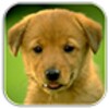 Dogs Memory Free