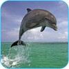 Dolphin 3d. Video Wallpaper