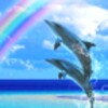 Dolphin Rainbow Trial
