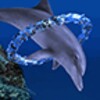 Dolphin Ring Trial