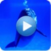 Dolphins - Sound To Relax