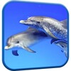 Dolphins Video Live Wallpaper