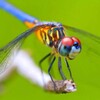 DragonFly Simulator